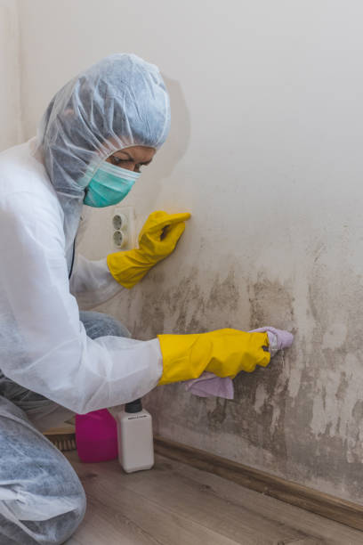 Best Residential Mold Inspection & Testing  in East Quincy, CA