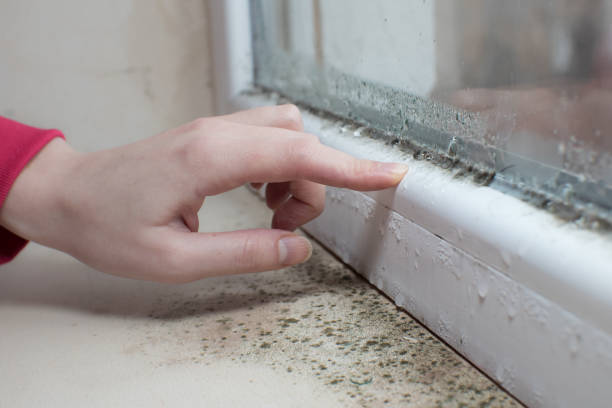 Best Mold Odor Removal Services  in East Quincy, CA
